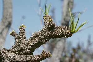 Savannah Ecosystems