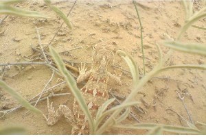 Desert Ecosystems