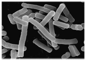 Special Biotechnology Processes and Products, Fuel and Energy