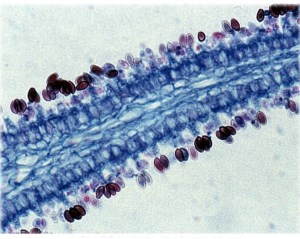 Biological Science Fundamentals and Systematics