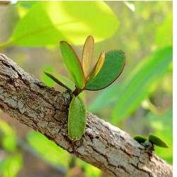 Tropical Biology and Conservation