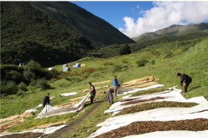 Important Medicinal Plants - Bhutan