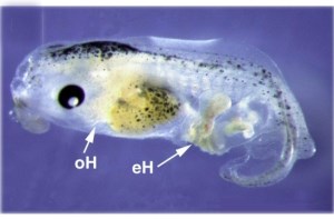 Genetics and Molecular Biology