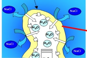 Plant Availability of Seawater Desalination on Membrane Technology and Biotechnology