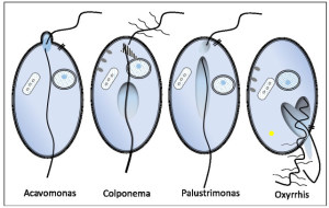 The Protist