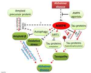AMP-Activated Protein Kinase and Intracellular Signaling in Health and Disease
