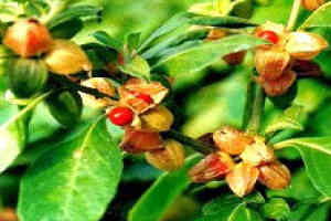 Important Medicinal and Aromatic Plants (MAPs) - Eritrea