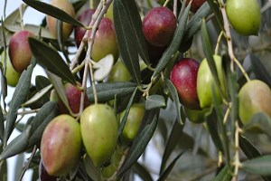 Extra Virgin Olive Oil: Processing, Quality, Safety, Authenticity, Nutritional and Health Aspects
