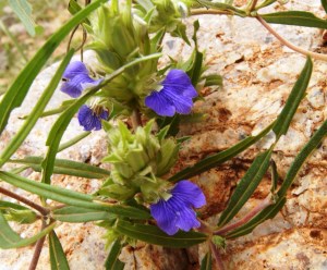 Important Medicinal Plants – Sudan