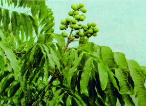 Phytochemistry Of Sapindus Mukorossi And Medicinal Properties