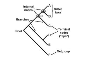 Phylogenetic Relationships Among Date Palm (Phoenix Dactylifera L.) Cultivars