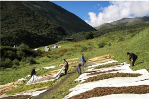 Important Medicinal Plants - Bhutan