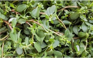 Phytochemical Studies on Portulaca Oleracea (Purslane) Plant