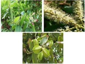 Terminalia Arjuna: A Potential Source Of Nutraceuticals Cum Therapeutic Agent