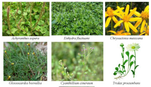 Medicinal Plants and Herbal Medicines in Africa