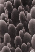 Biotechnology