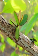 Tropical Biology and Conservation